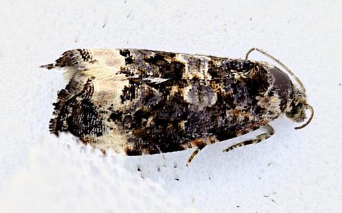 Réf. 345 565 : Endothenia sp.